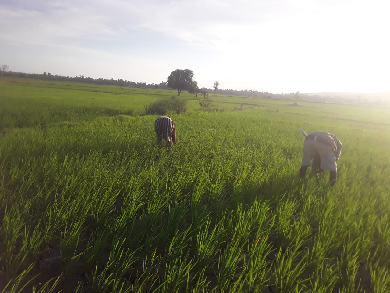 Indonesian farmers on a field