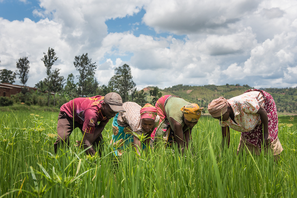 Farmers in Rwanda